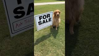 My dog sold my house!