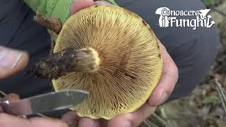 Conoscere i Funghi: Paxillus Involutus [ VELENOSO ]