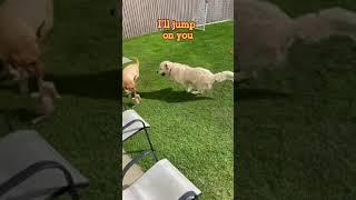 Play Time. Dog Teases Other Dog. Sonny the Golden Retriever and Troy the Labrador. #shorts