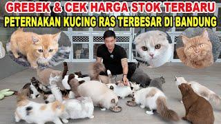 Grebek & Cek Harga Peternakan Kucing Ras TERBESAR Di Bandung