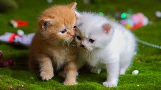 Kittens playing on the grass with animals: Dogs, rabbits, cows, mice - Cats meowing