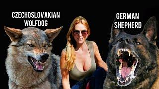 GERMAN SHEPHERD vs CZECHOSLOVAKIAN WOLFDOG | Who's the FIERCEST Protection Dog?