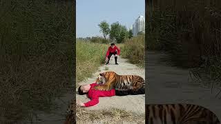 Tiger is Full3D Special Effects | 3D Animation #shorts #vfxhd