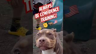 AmericanBully XL CONFIDENCE #americanbullypuppy #pitbull #americanbullytraining #abkc