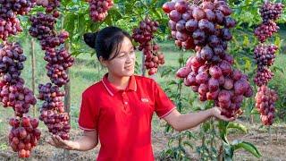 I Spent 120 Days Harvest Grapes, Mangoes, Sapodilla, Fish to sell - Animals Care | Ly Thi Ngoc