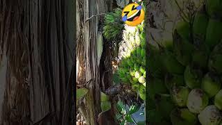 funny banana video#funny #funnyvideo #ytshorts #memes#haste haste lotpot