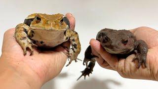 How to distinguish the type and sex of toads