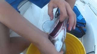 How To Bleed a Blackfin Tuna