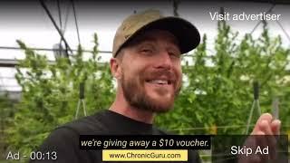 Chronic Guru Farms Advertisement 2024