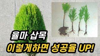 율마 삽목 성공 확율 높이는 비법과 실패 요인