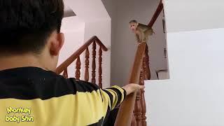 Monkey Baby Shin was Seduced by Father Using Melon Seeds | Cute animal videos