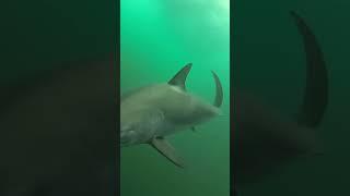 #shark #shortsvideo #youtubeshort #sharkattack Mako shark attacking #fishing