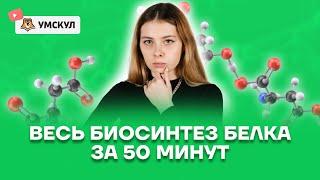 Весь биосинтез белка за 50 минут | Биология 10 класс | Умскул