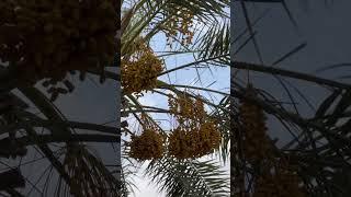 #bahriatownkarachi #sweethome #viralvideo #realestate #islam