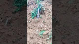 Đào Măng Vầu Vùng Núi Tây Bắc