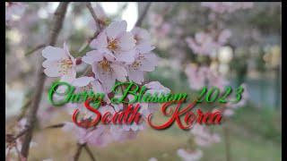 Cherry Blossom 2023/South Korea