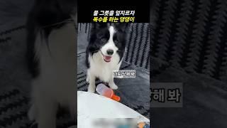 물 그릇을 매트에 엎지르자 복수를 하는 댕댕이