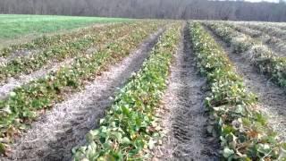 Jones Family Farms strawberries get covered for winter