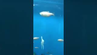  in aquarium #trending #youtube #viral #soumya #souravjoshi