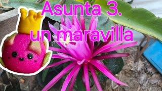 Pitahaya Asunta 3: Una floración espectacular