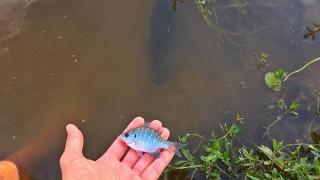 Bass Love Bluegill!