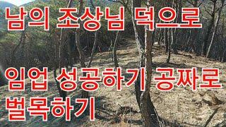 임야매매 분묘기지권 산소 있다  임업후계자 임산물 재배 한다면 오히려 감사합니다 남의 조상님 묘소 덕분에 나무벌목 임의벌체  소나무벌목 손쉽게 제거 귀산촌 주변환경 산속자원활용