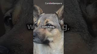 Norwegian Elkhound vs. Finnish Spitz: Nordic Hunting Dog Showdown!