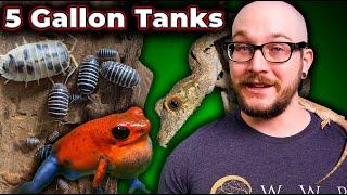 5 Reptiles That Can Live in 5 Gallon Enclosures FOREVER | Micro Reptile Enclosures