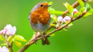 Relaxing Music Warms The Heart With Birdsong - Relieve Stress, Relax The Spirit After A Working Day