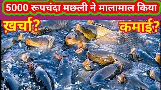 fish farming!5000 रूपचंदा मछली ने सारा घाटा पूरा कर दिया! बहुत अच्छी कमाई हुई!