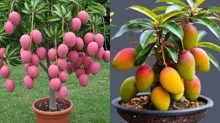 LIVE Wow! The secret to propagate mangoes_ tree in apples using Coca-Cola is 100% fast