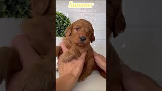 Summer - Female Mini Goldendoodle #dogsofyoutube #doodle #minigoldendoodle #pup #puppies