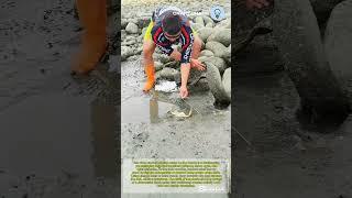 Hunting craps in beach is so hard and satisfying