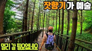  서울에 이런 멋진 곳이?! 지하철역에서 5분만에 만나는 환상적인 8Km 잣향기 피톤치드길/걷기좋은길/트레킹명소/둘레길