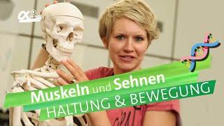 Muskeln & Sehnen - Haltung und Bewegung | einfach erklärt | alpha Lernen erklärt Biologie