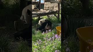 吃货就吃货!挠痒不忘吃笋 #来这吸熊猫 #一方水土养一方熊猫 #panda #萌宠#北京动物园