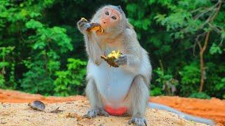 Omg!.. Monkey So Cute Lovely, Have A Baby....! Love Monkey Primate