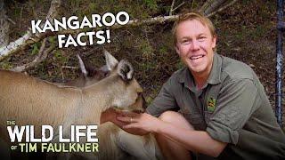 Tim Shares AWESOME Kangaroo Facts! | Full Episode | The Wildlife Of Tim Faulkner