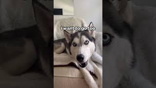 My dog can speak #funny #dog #dogs #funnydogs #doglover #cute #fyp #fypシ゚ #fouryou