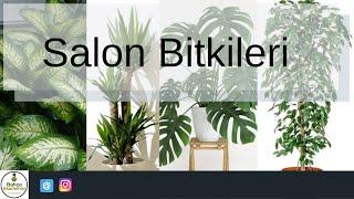 Salon Bitkileri Bakımı Nasıl Yapılır ?