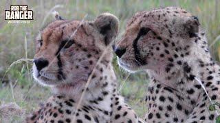 Cheetah Coalition Relaxing | Maasai Mara Safari | Zebra Plains