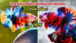 Top hàng tuyển chọn Nemo Metalic Multicolor hàng làm giống cho ae tham khảo 15-9 [ THANH HẢI BETTA ]