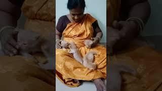 En paarvai unnodu️ #shorts #love #cat #kitten #pets #viral #trending #persiancat #song #music