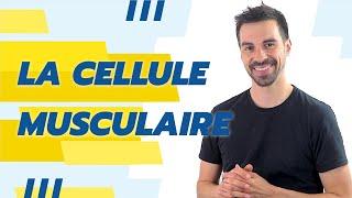 COURS DE TERMINALE SPÉCIALITÉ SVT CHAP.16: LA CELLULE MUSCULAIRE, UNE STRUCTURE SPÉCIALISÉE