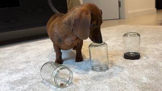 Mini dachshund loves a challenge!