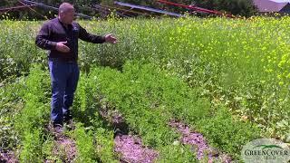 Sweet Clover - Test Plots 2019