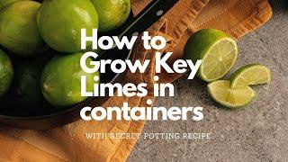 How to grow Key Lime Trees in containers| Secret Potting Mix