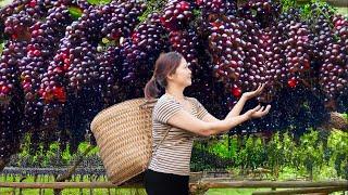 Rural Life: Harvesting Expensive Palm Hybrid Grapes in a Vibrant Farm Garden Goes To Market Sell