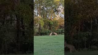 Kangaroo Boxing