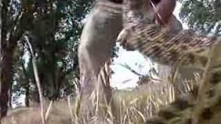 California in Cold Blood - Gopher Snake